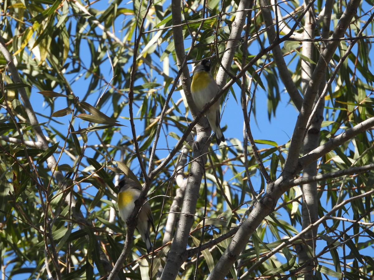 Lawrence's Goldfinch - ML645924539