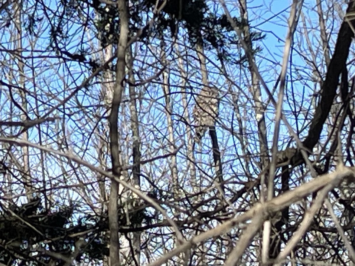 Barred Owl - ML645924541
