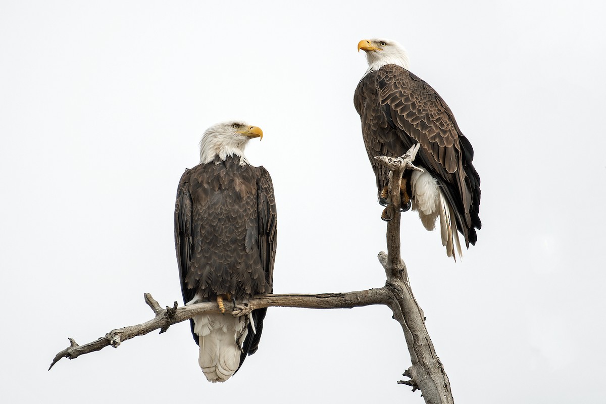 Белоголовый орлан - ML645924553