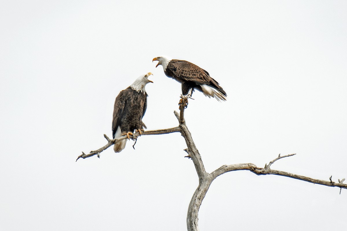 Белоголовый орлан - ML645924554