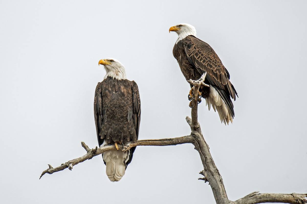 Белоголовый орлан - ML645924555