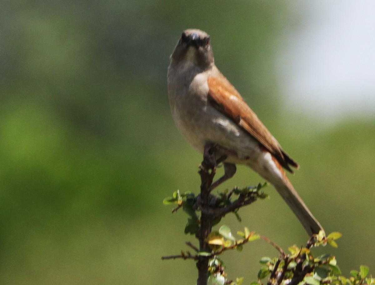 Пестролобый воробьиный ткачик - ML645924557