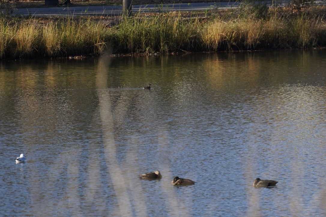 Кряква - ML645924558