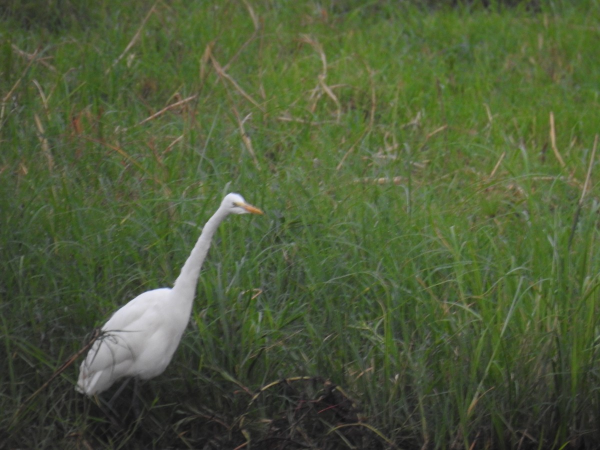 Большая белая цапля - ML645924560