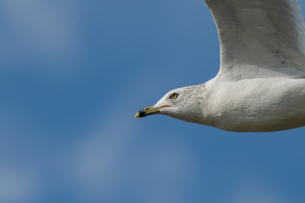 Делавэрская чайка - ML645924562