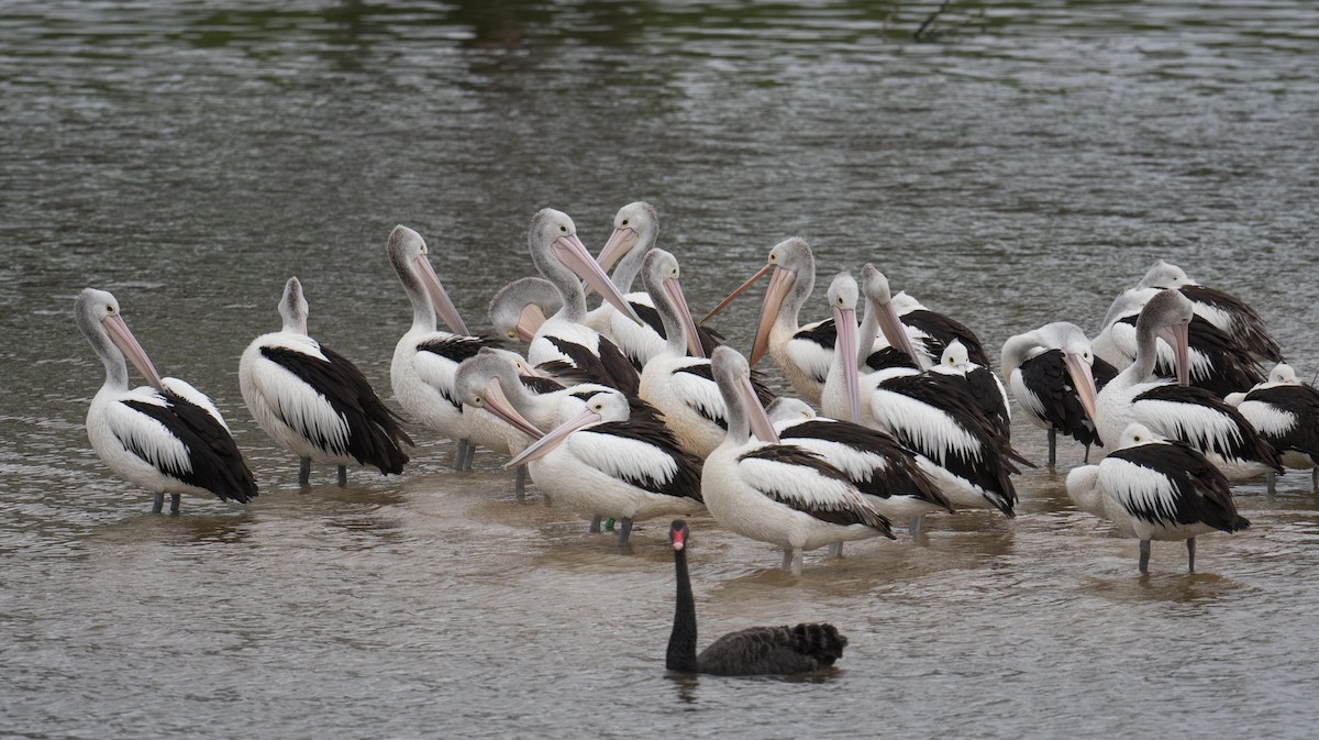 Австралийский пеликан - ML645924564
