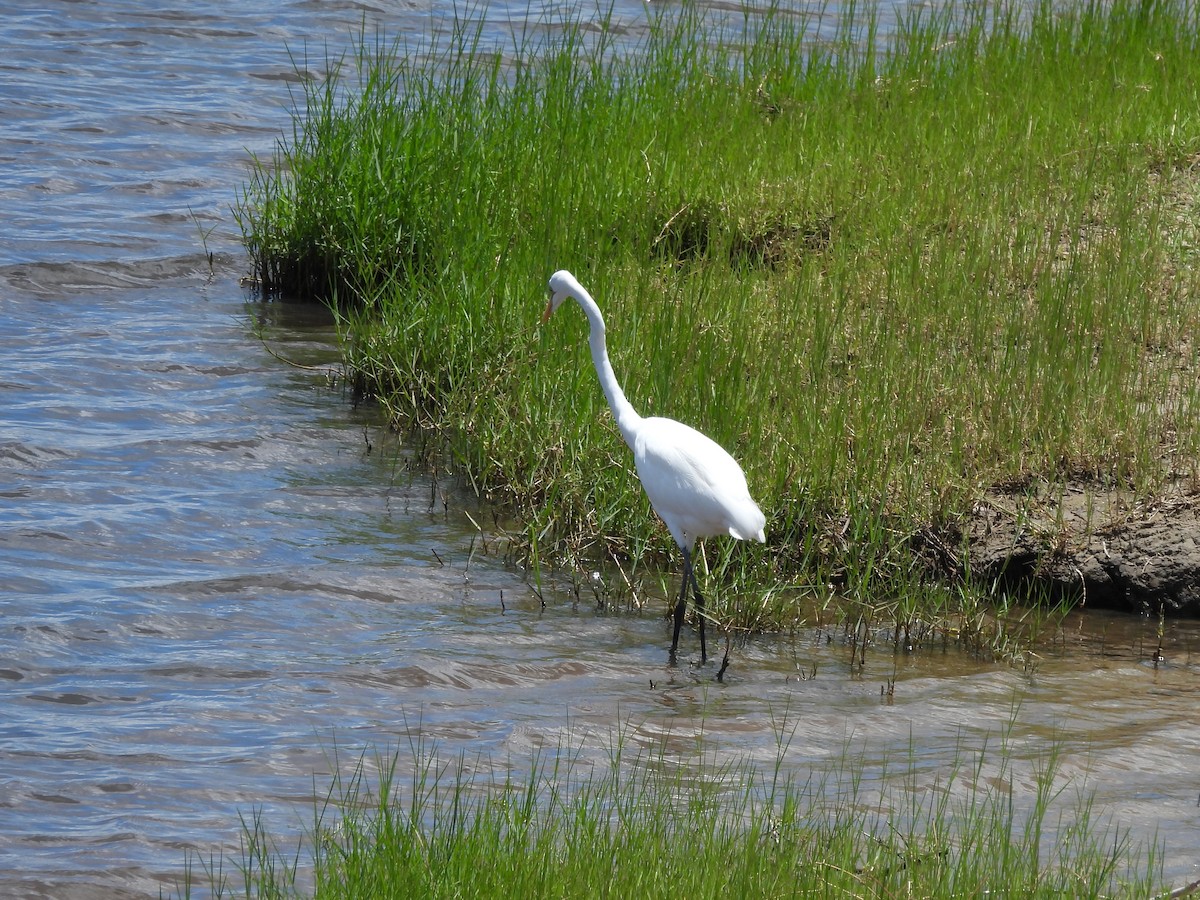 Большая белая цапля - ML645924565