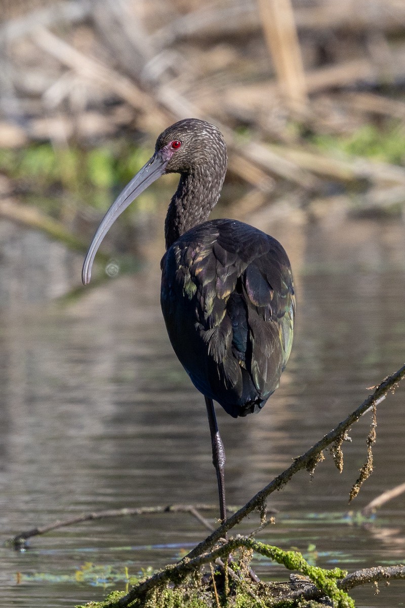 Очковая каравайка - ML645924566