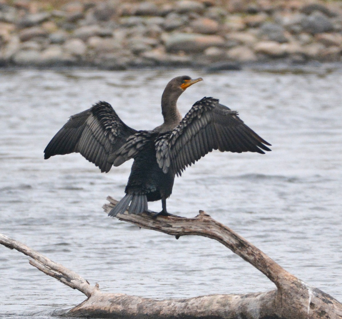 Ушастый баклан - ML645924567