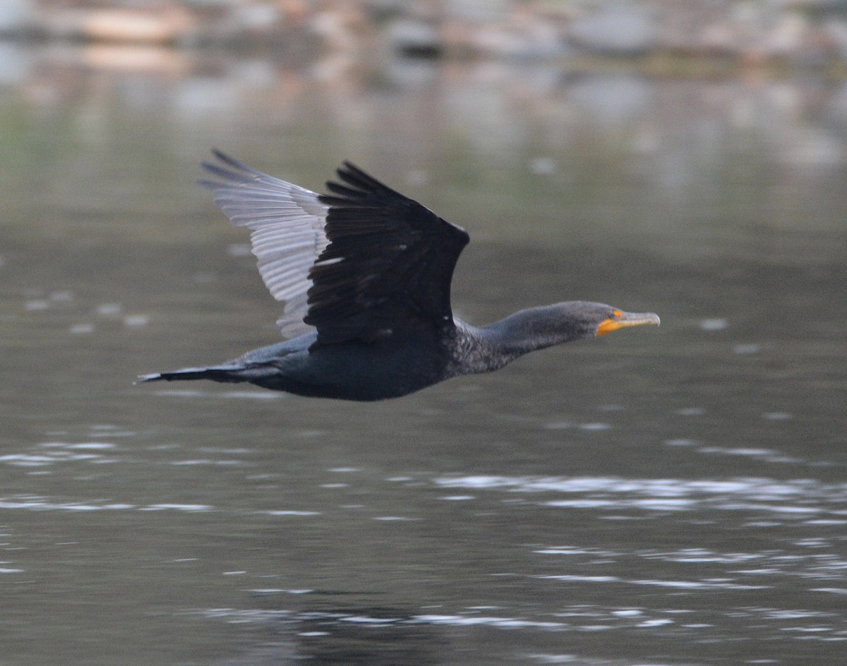 Ушастый баклан - ML645924568