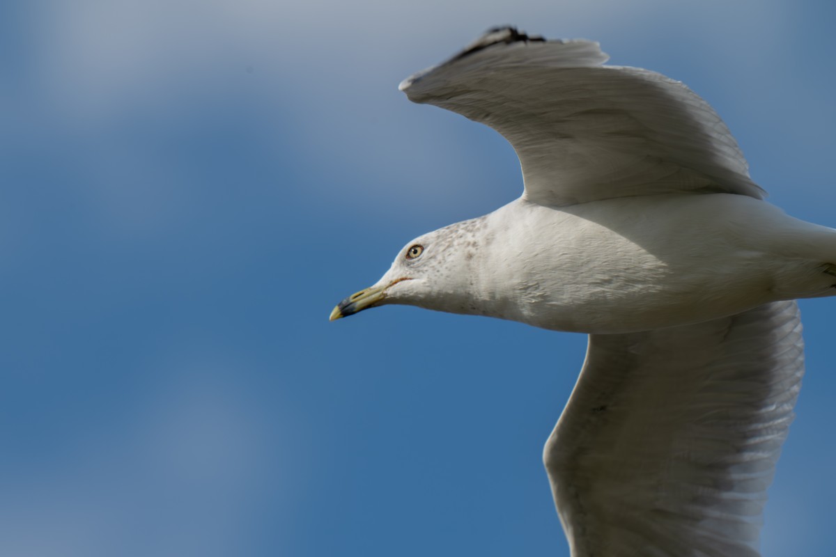 Делавэрская чайка - ML645924569