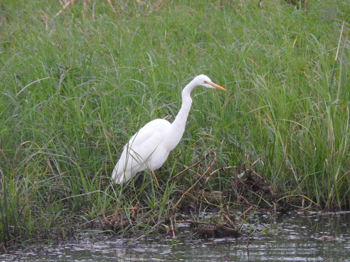 Большая белая цапля - ML645924570