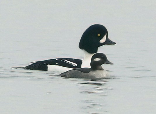Barrow's Goldeneye - ML645924571