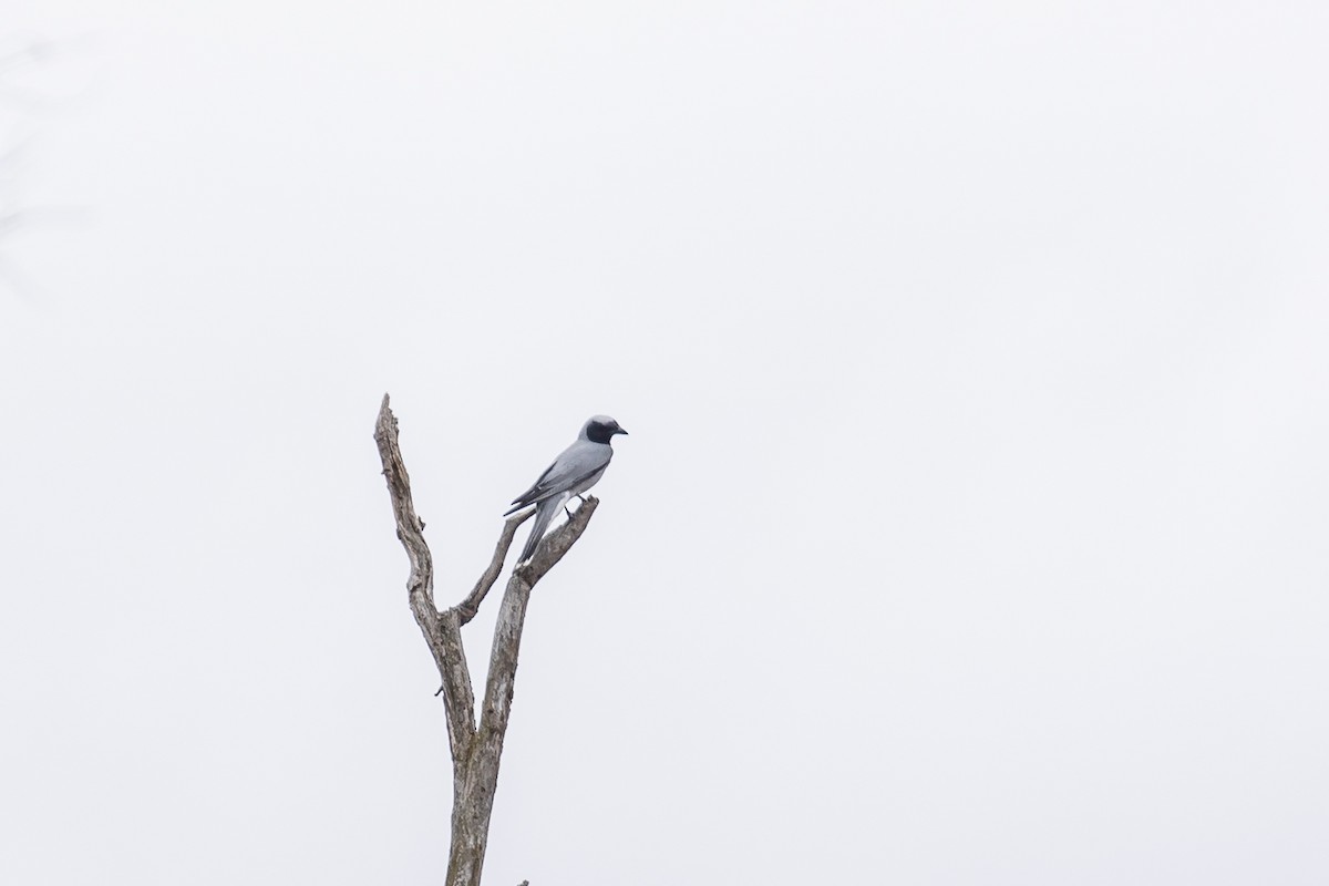 Чернолицый воронец - ML645924573