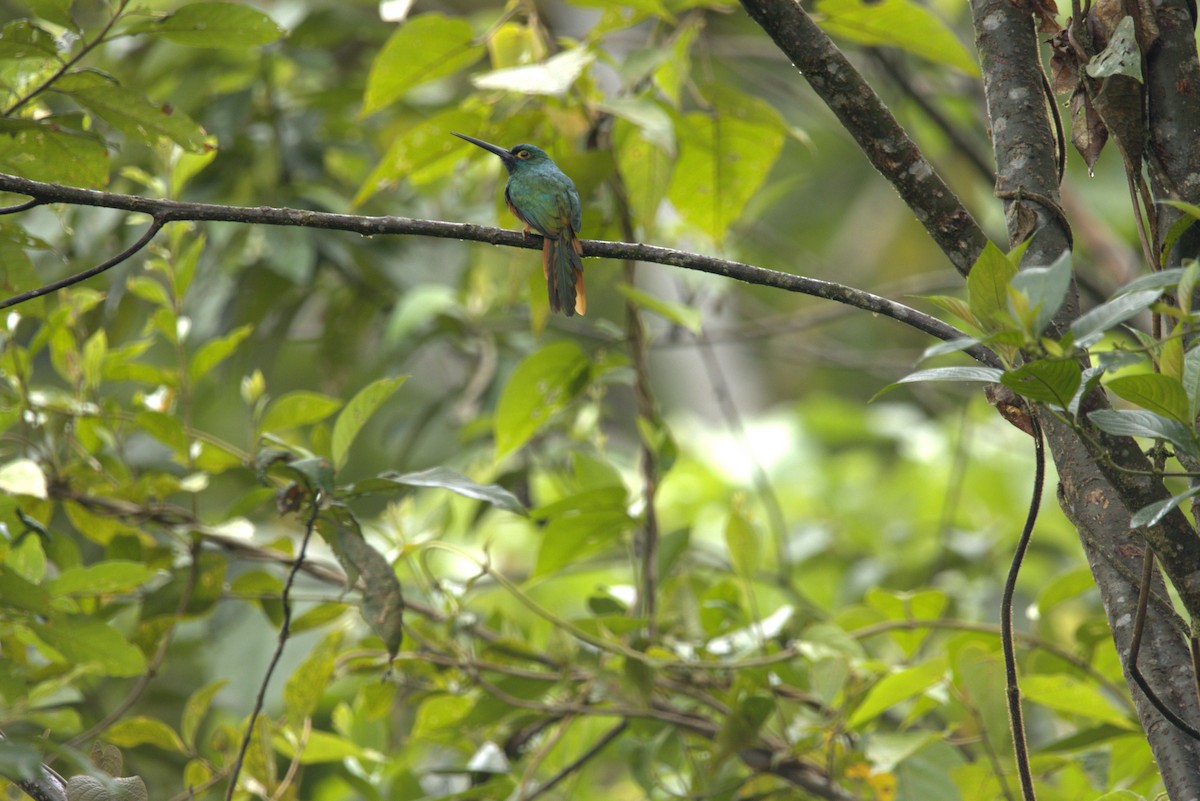 Рыжебрюхая якамара - ML645924574