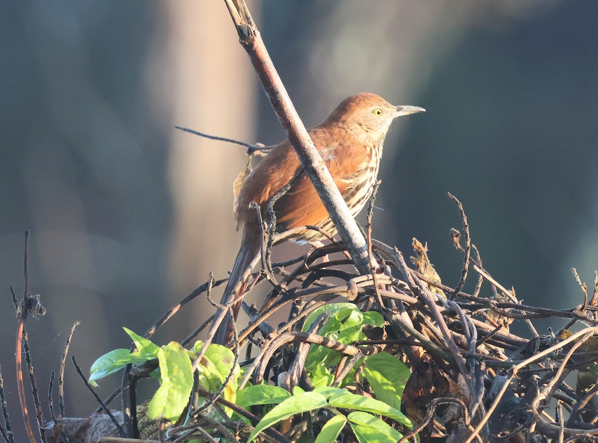 Рыжий пересмешник - ML645924575