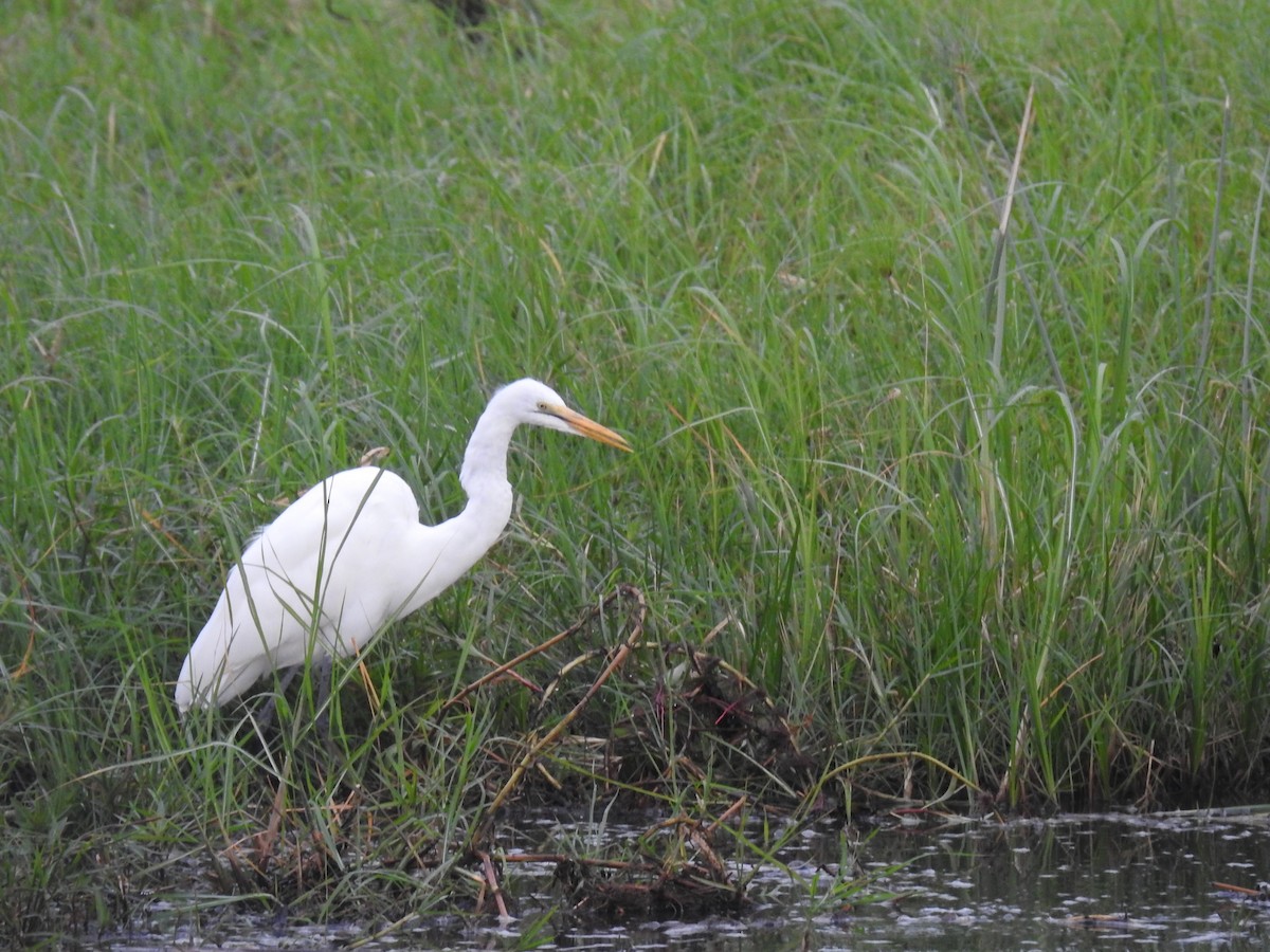 Большая белая цапля - ML645924576