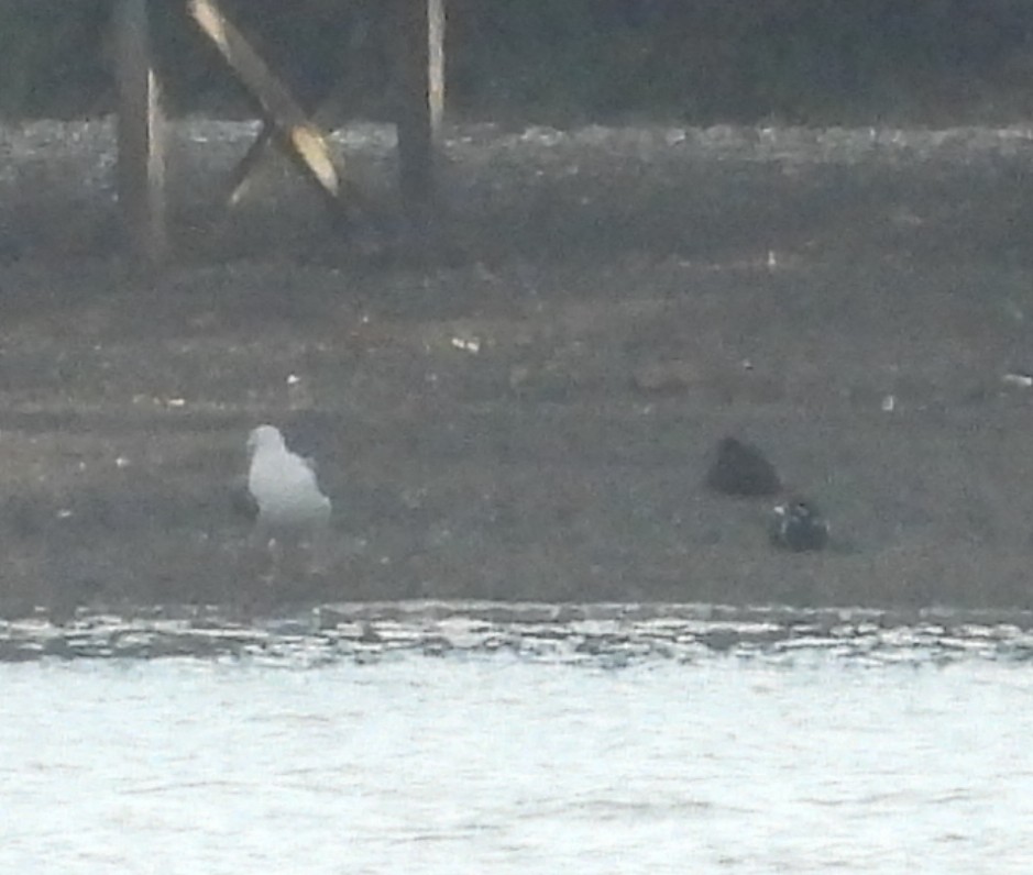 Каменушка - ML645924577