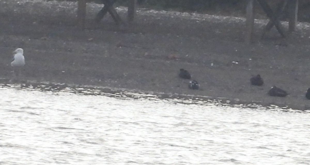 Каменушка - ML645924578