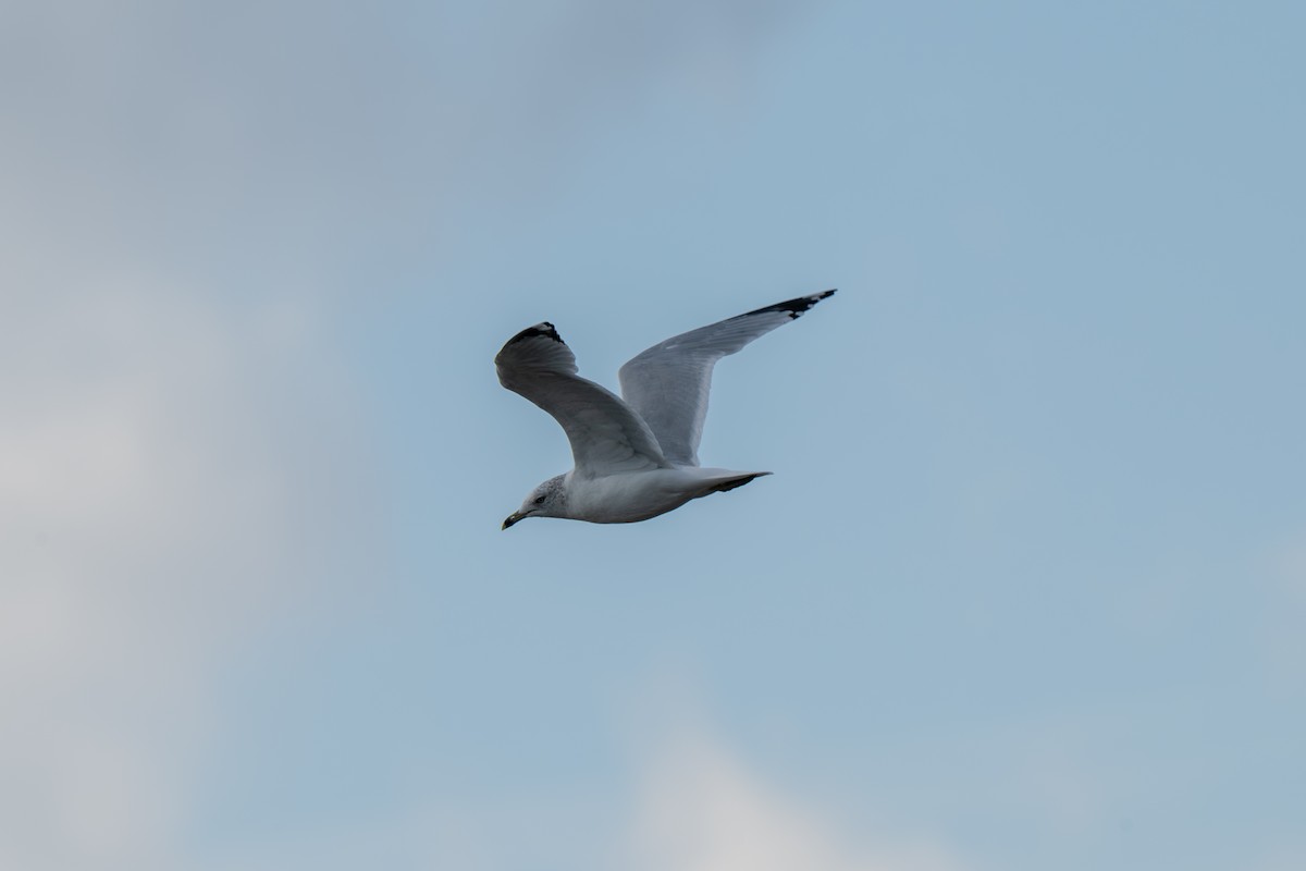 Делавэрская чайка - ML645924579