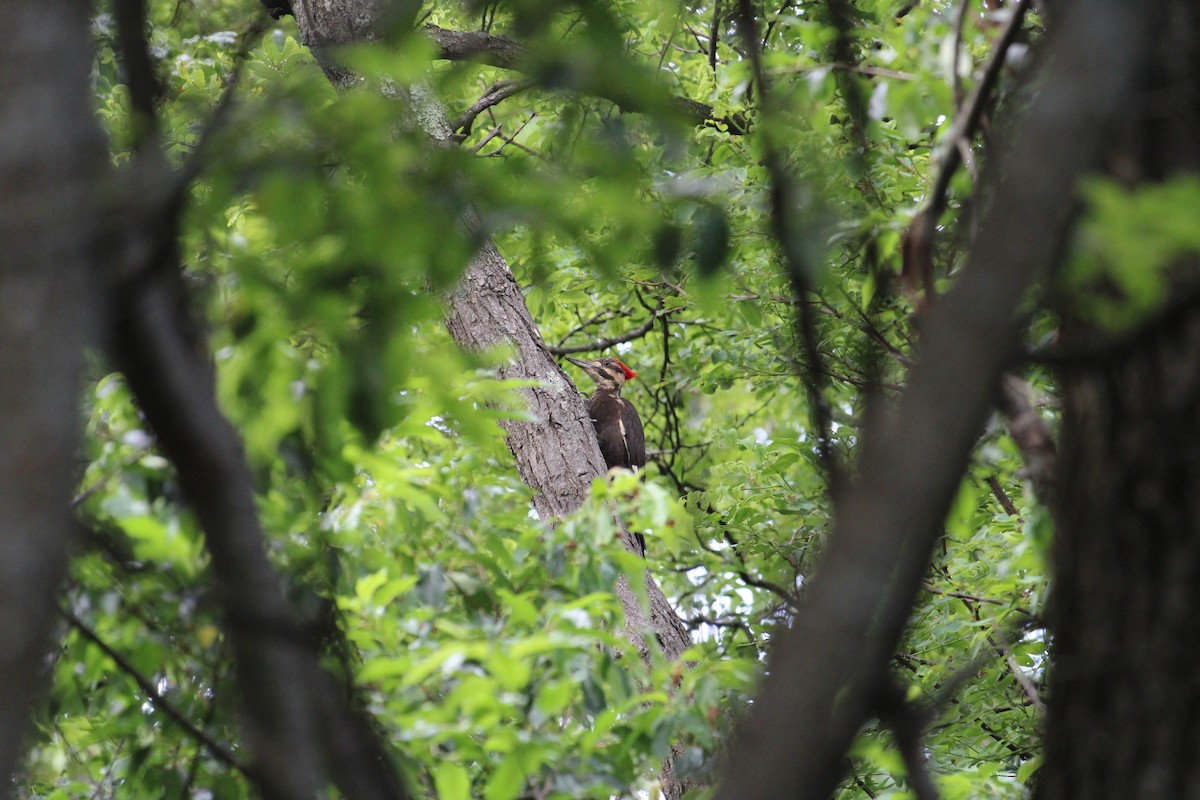 Хохлатая желна - ML645924580