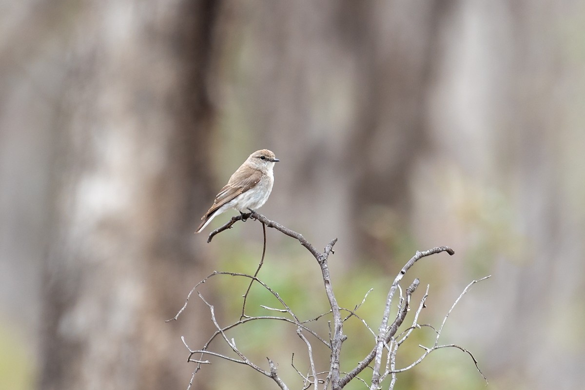 Белохвостая дриада - ML645924581