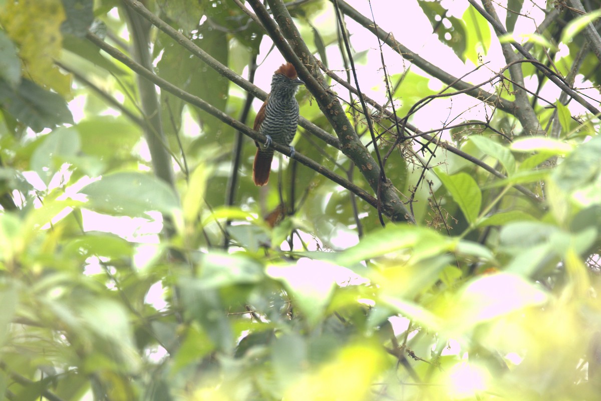 Рябой колючник - ML645924583