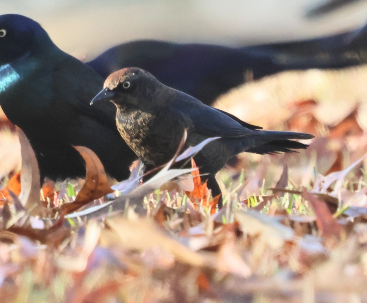 Ржавчатый трупиал - ML645924584