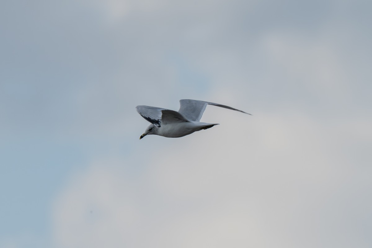 Делавэрская чайка - ML645924585