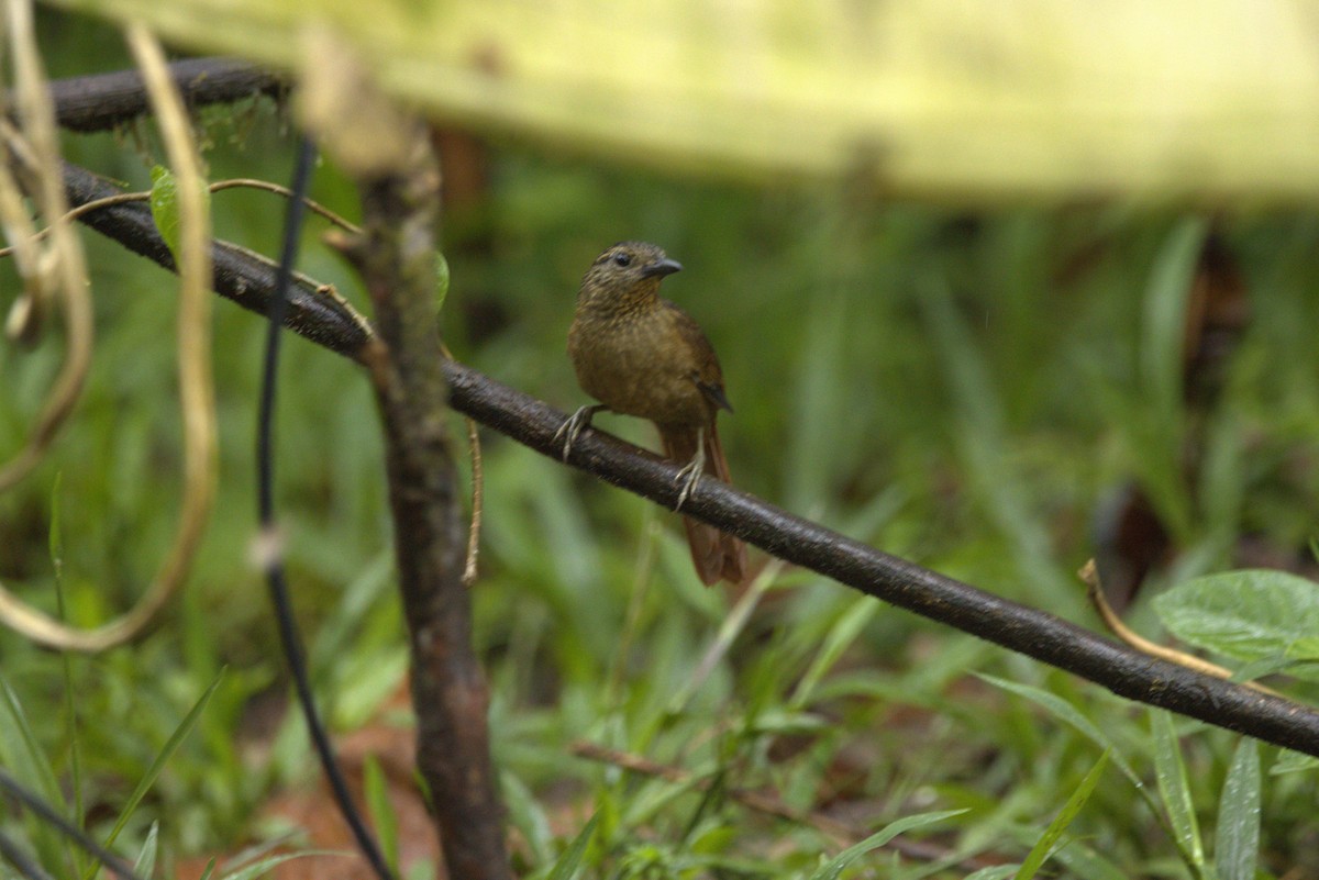 Black-billed Treehunter - ML645924598