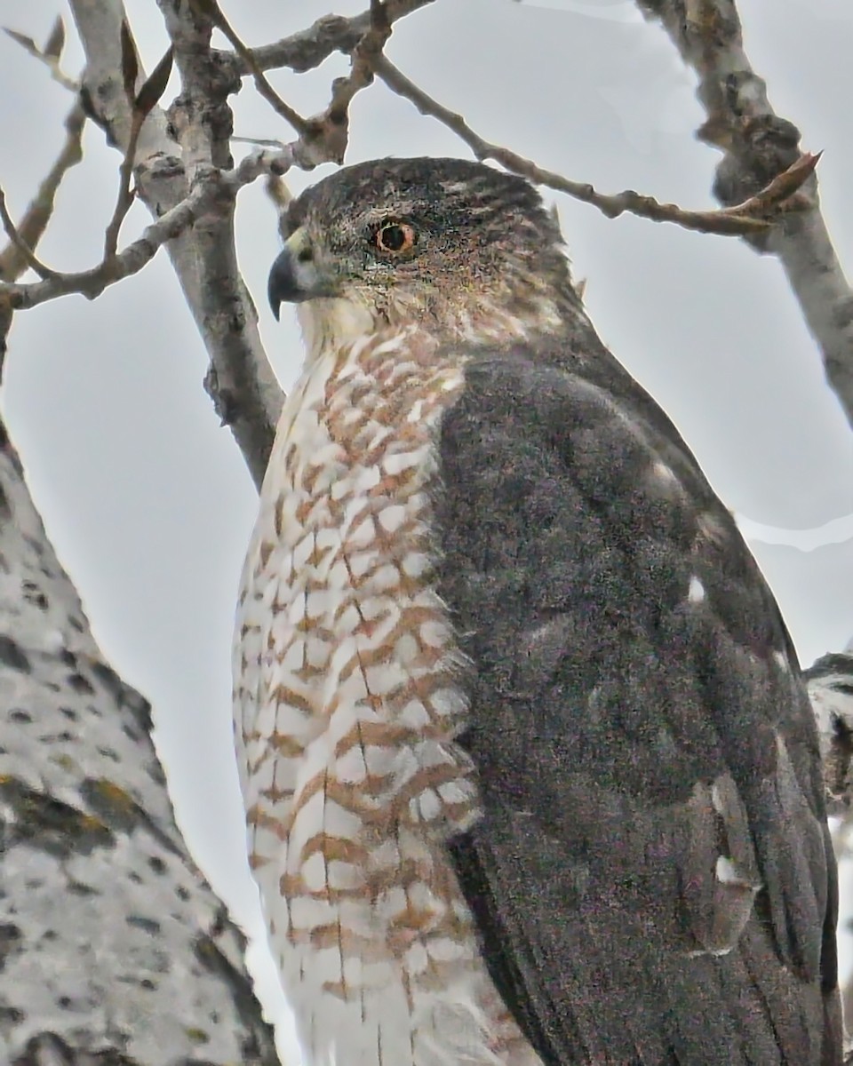 Cooper's Hawk - ML645924599