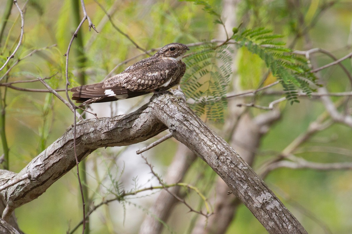 Lesser Nighthawk - ML645924600