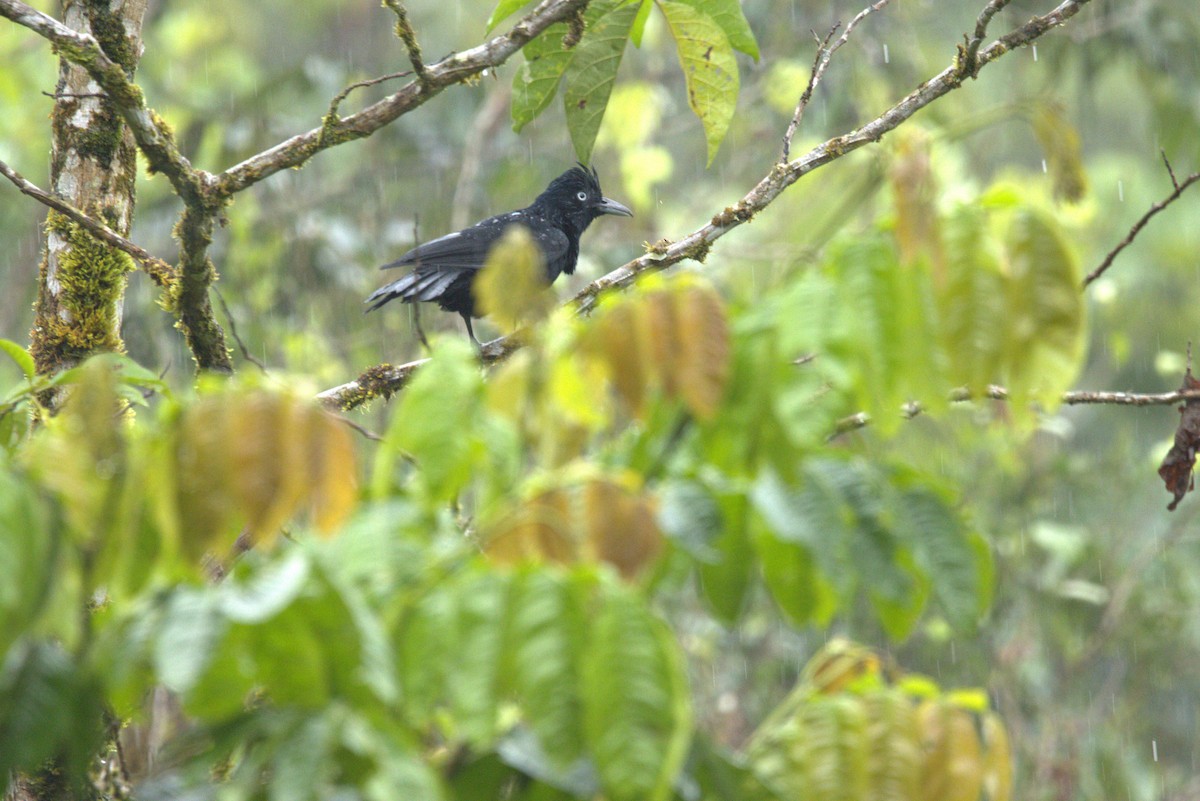 Amazonian Umbrellabird - ML645924604