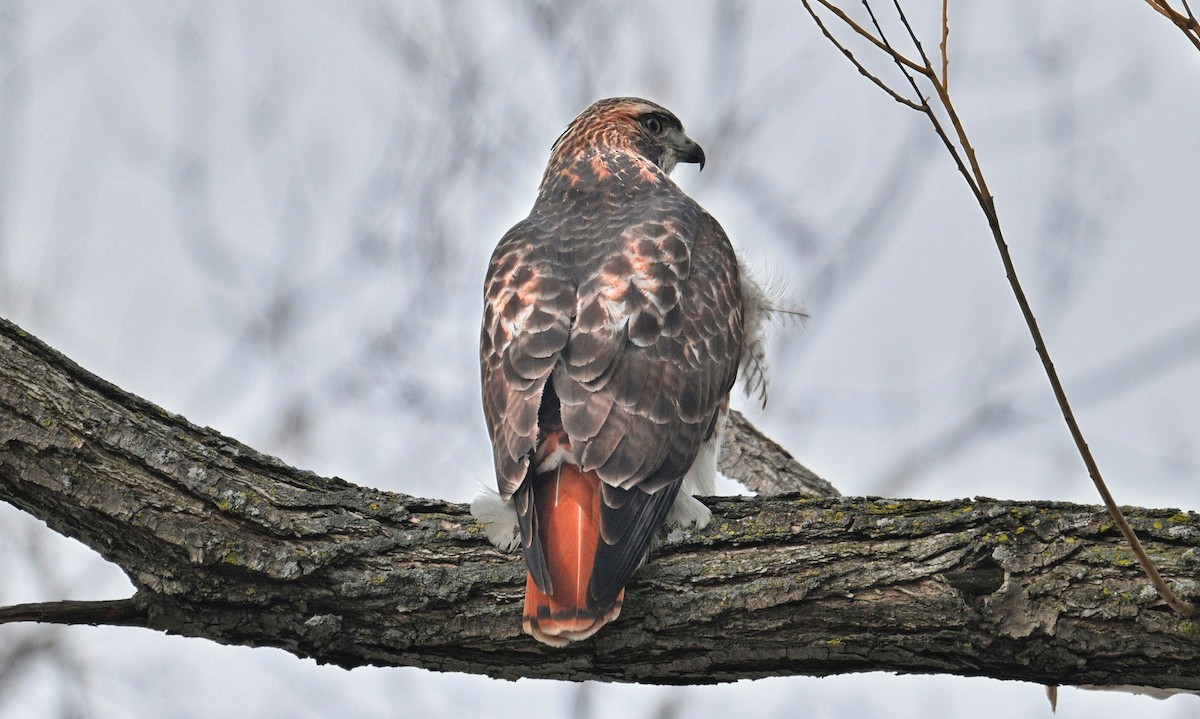 Red-tailed Hawk - ML645924605