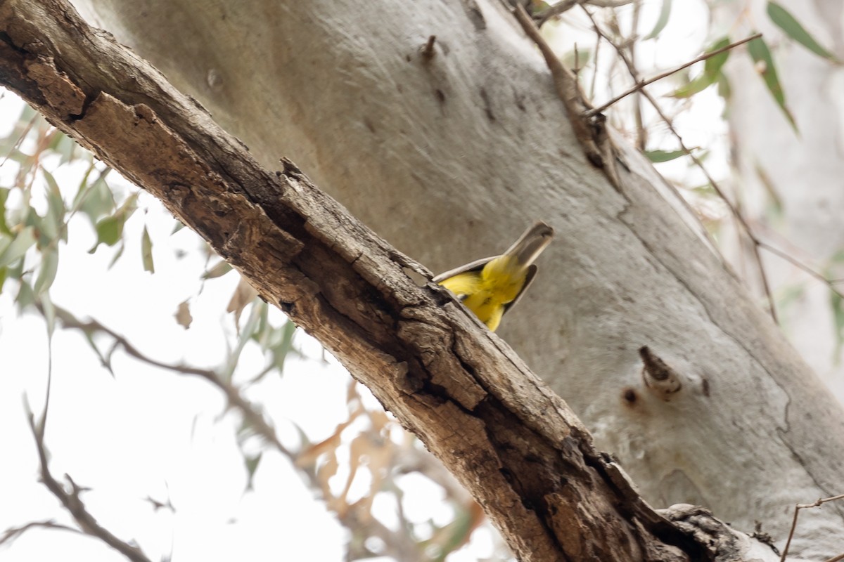 Eastern Shrike-tit - ML645924610