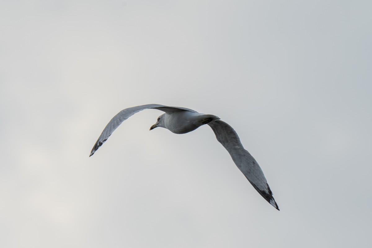 クロワカモメ - ML645924611