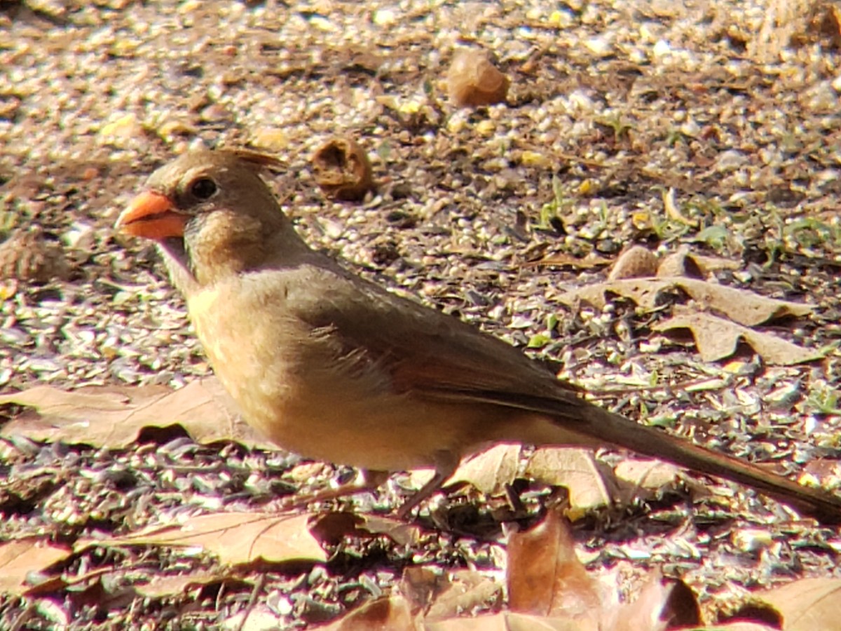 Cardinal rouge - ML645924614