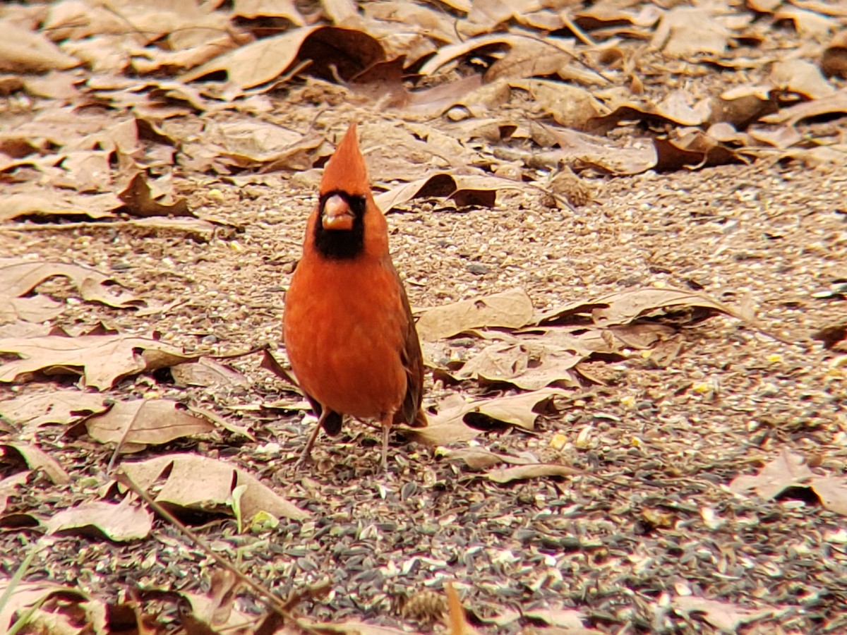 Cardinal rouge - ML645924615