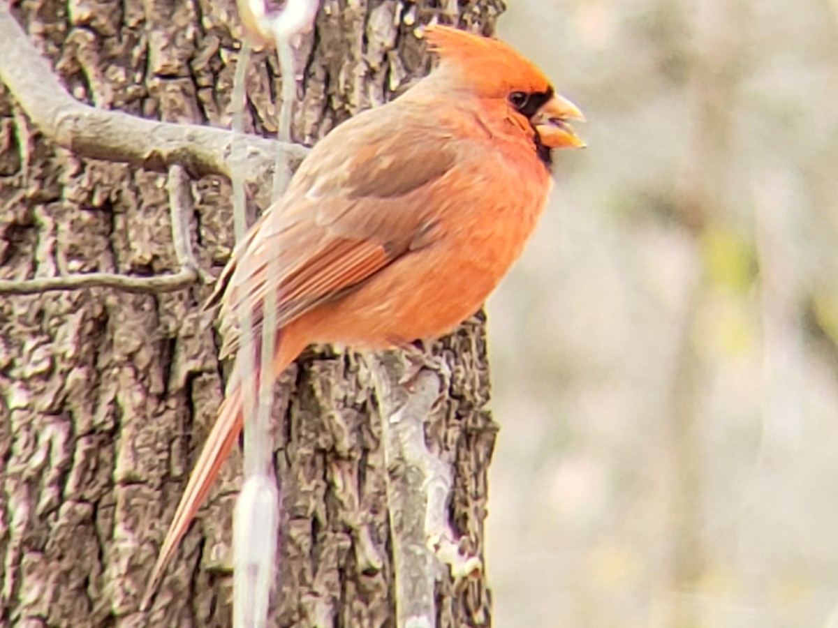 Cardinal rouge - ML645924617