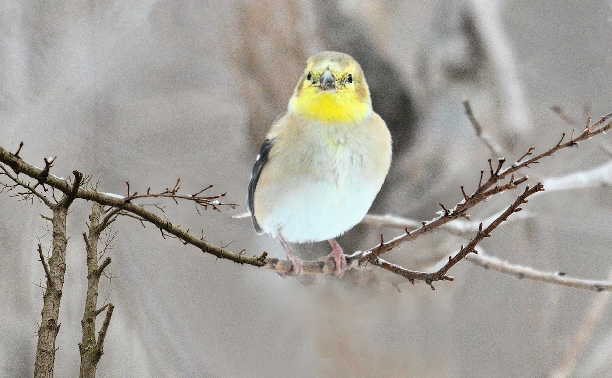American Goldfinch - ML645924620