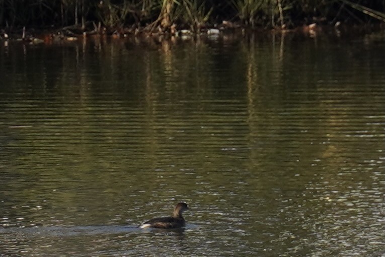 Pied-billed Grebe - ML645924623