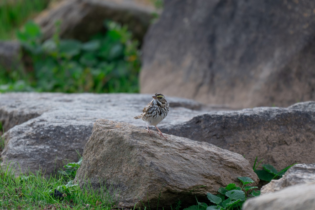 サバンナシトド（sandwichensis グループ） - ML645924629