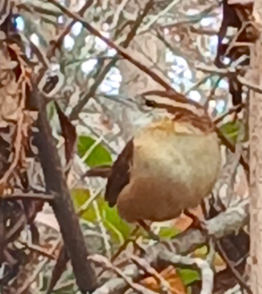 Carolina Wren (Northern) - ML645924635