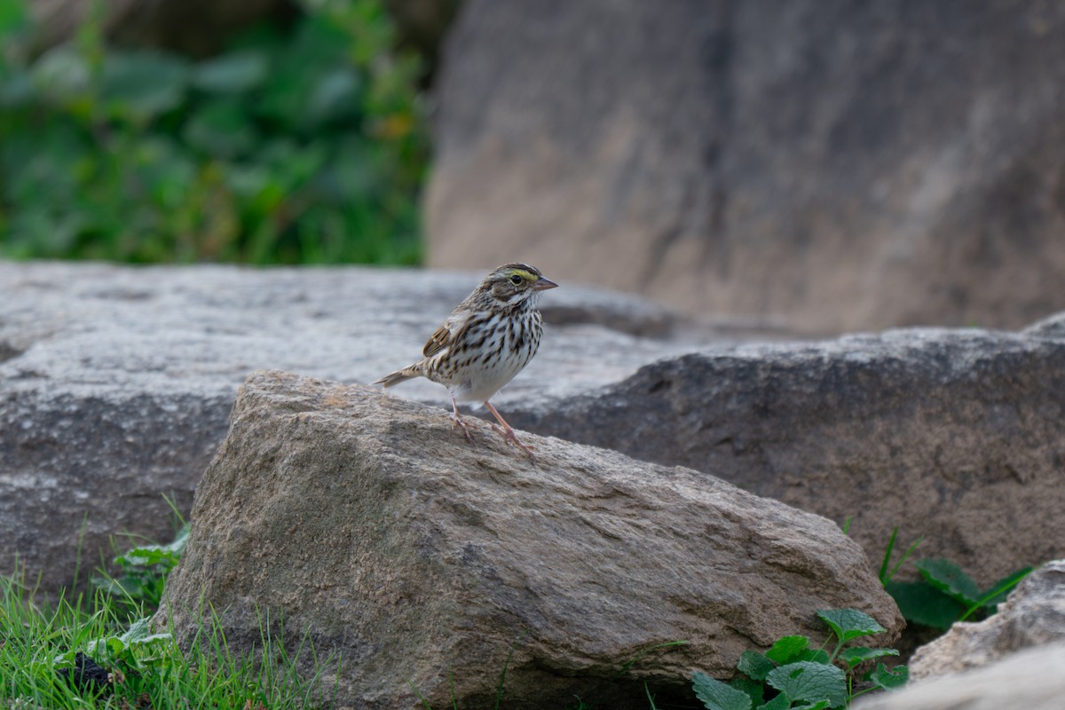 サバンナシトド（sandwichensis グループ） - ML645924637