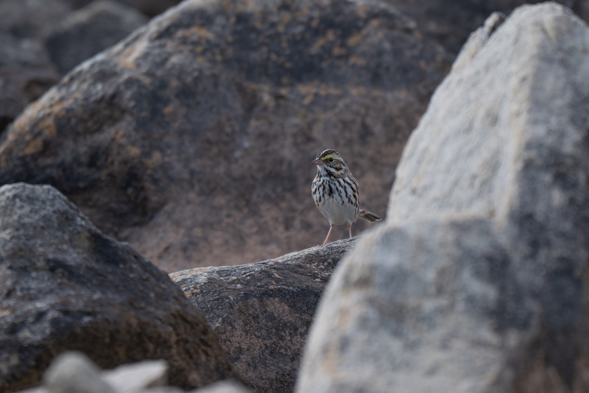 サバンナシトド（sandwichensis グループ） - ML645924642