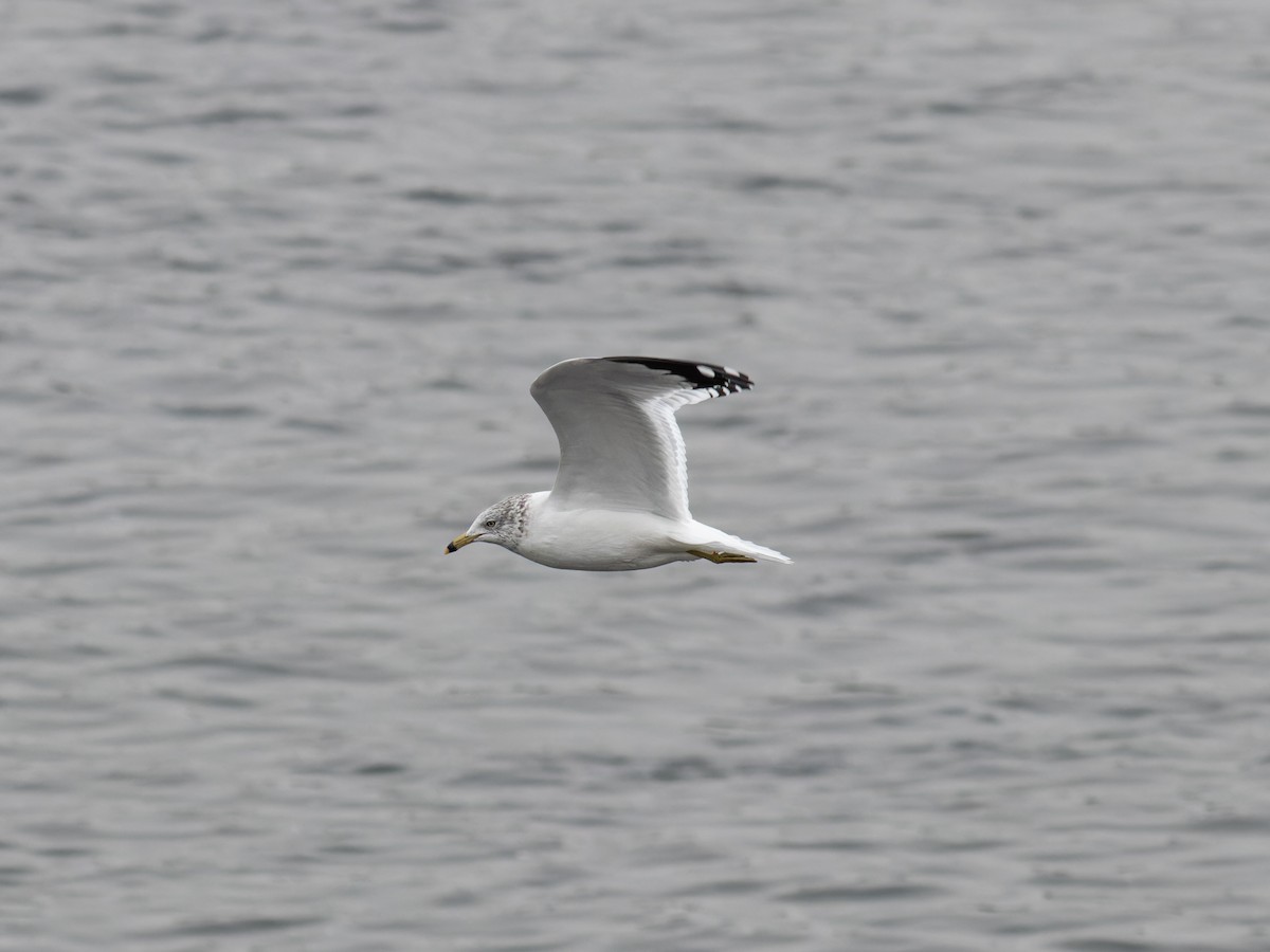Ring-billed Gull - ML645924644