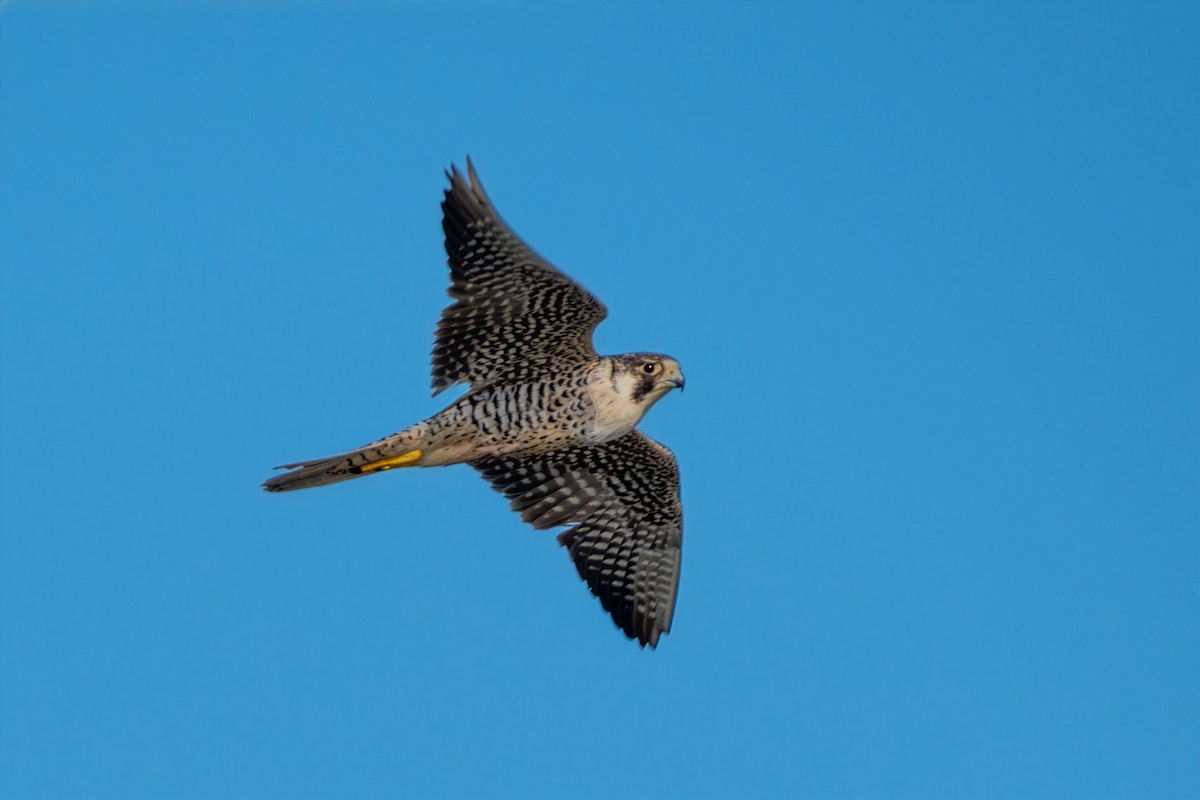 Faucon pèlerin - ML645924645