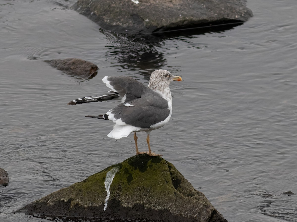 Zafferano - ML645924647