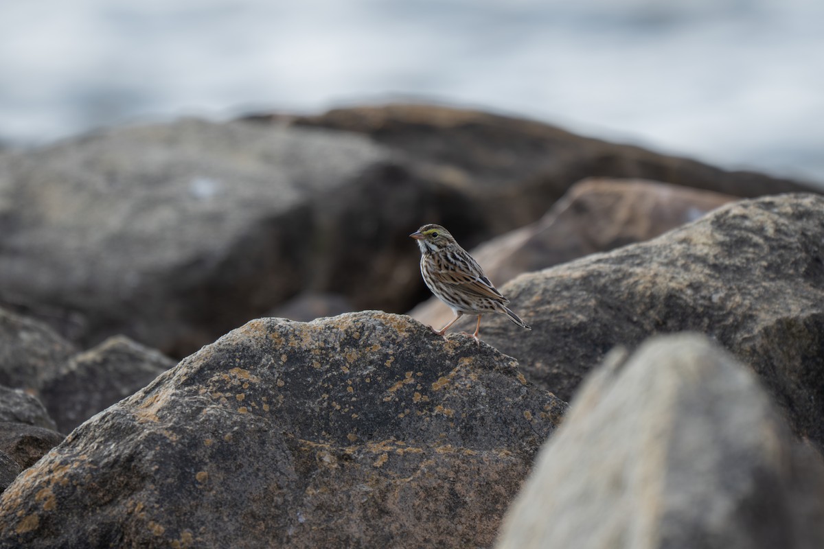 サバンナシトド（sandwichensis グループ） - ML645924648