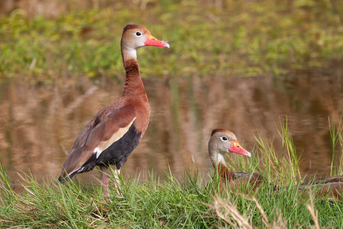 Black-bellied Whistling-Duck - ML645924653